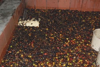 1583649038871966.jpg separation_beans_sm.jpg