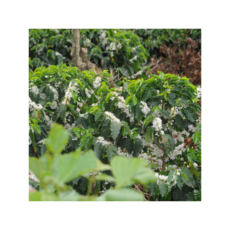 la-candelilla-geisha-costa-rica (3).jpg