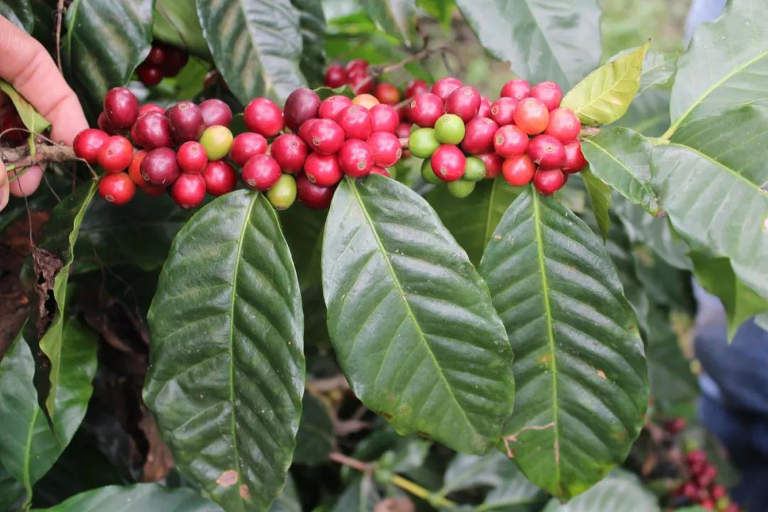 1601106096697357.jpg