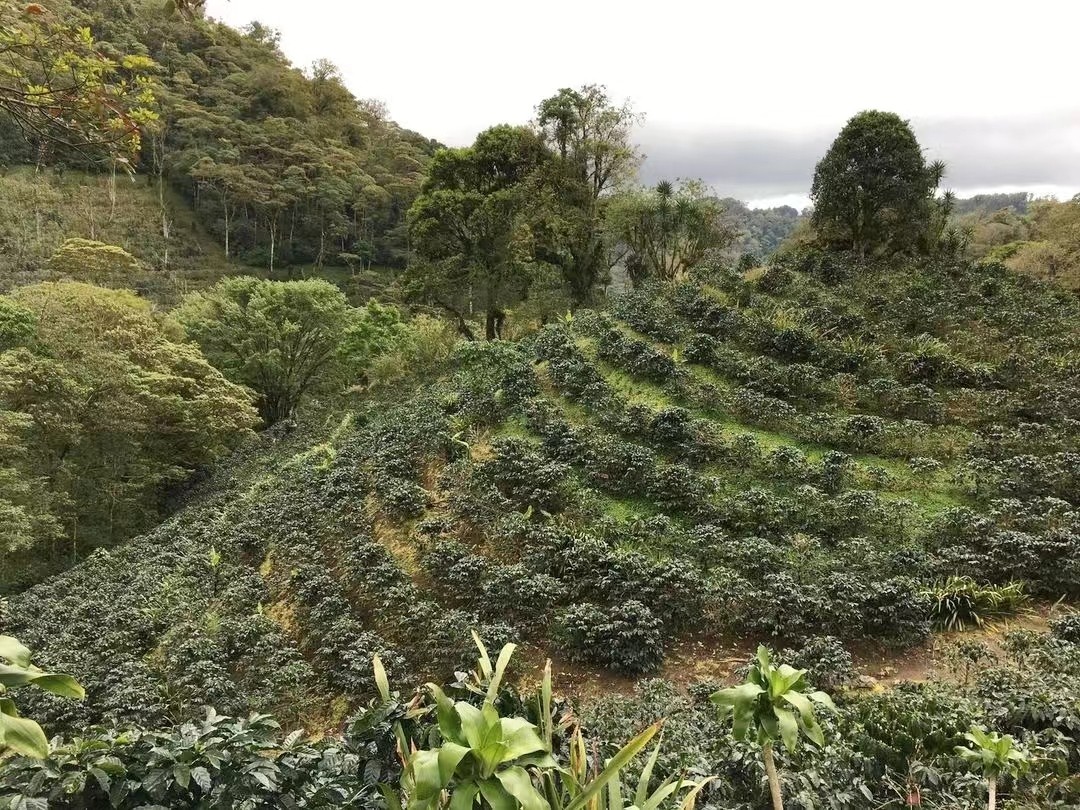 危地马拉咖啡7.jpg