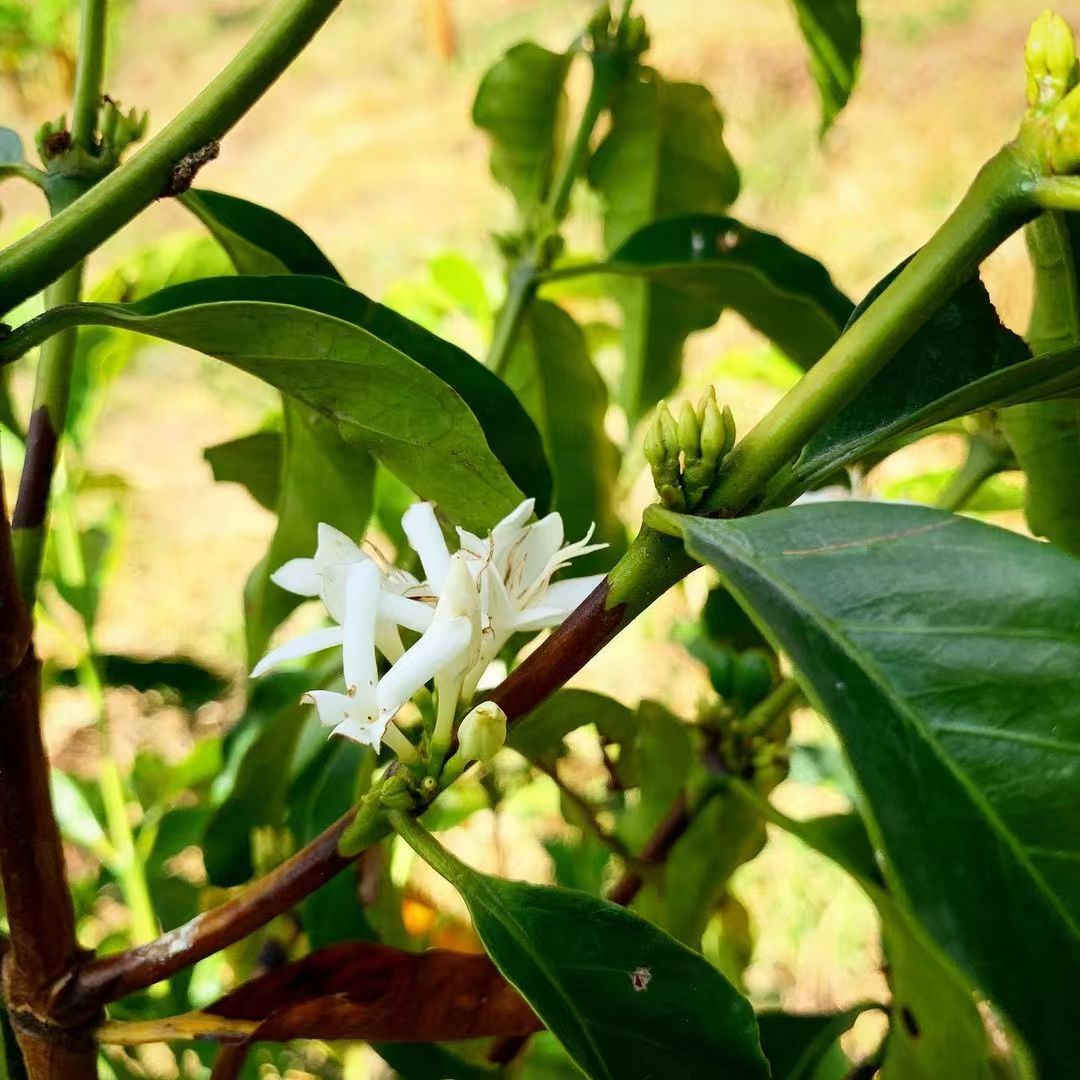 瑰夏咖啡树3042.jpg