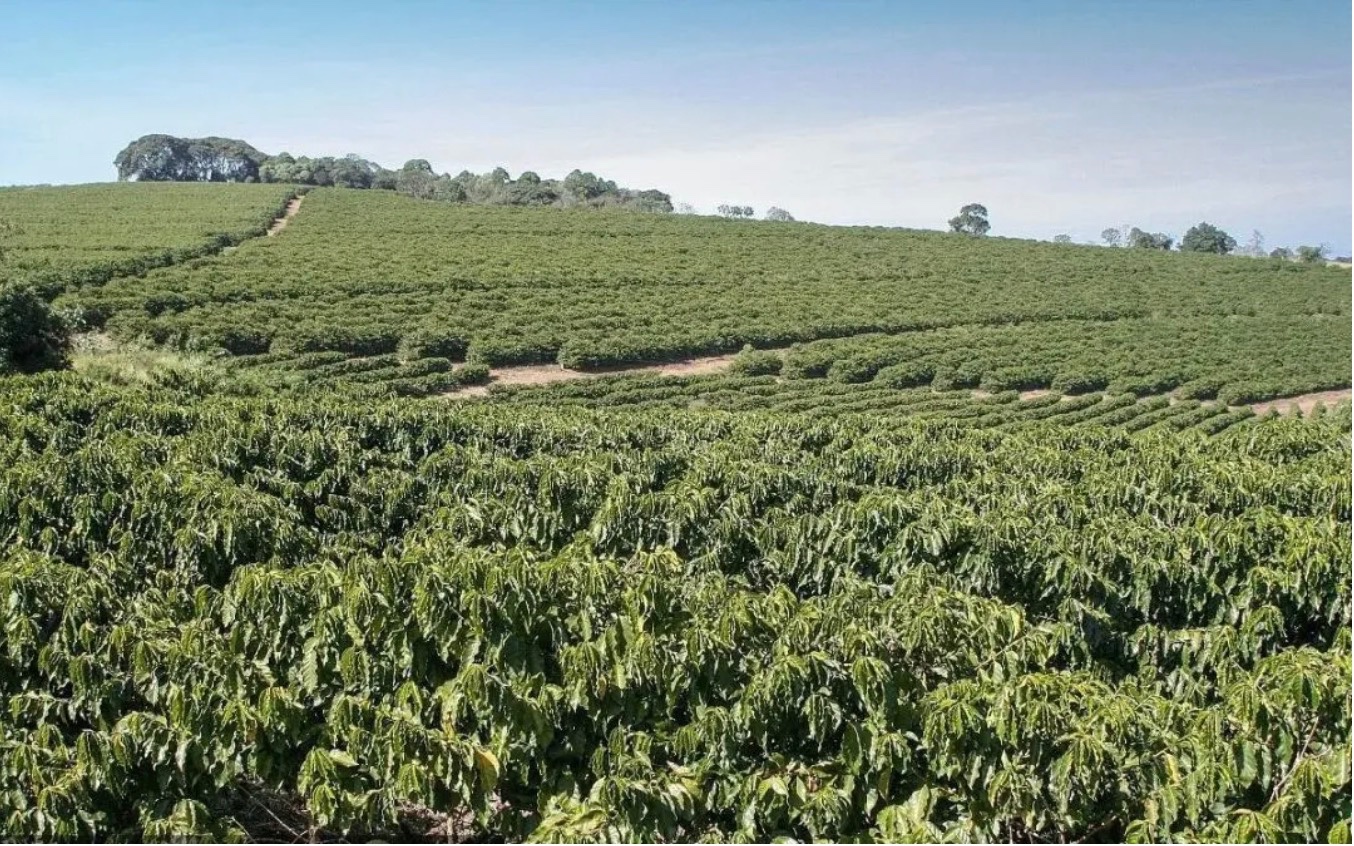 Brazil's coffee exports surge nearly 40% in March 2024, robusta prices hit record high