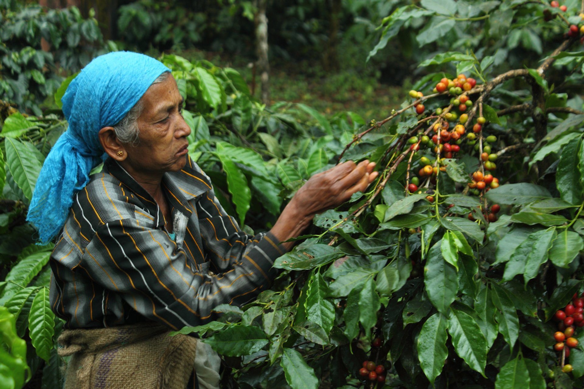 india-coffee-harvest india-coffee-harvest