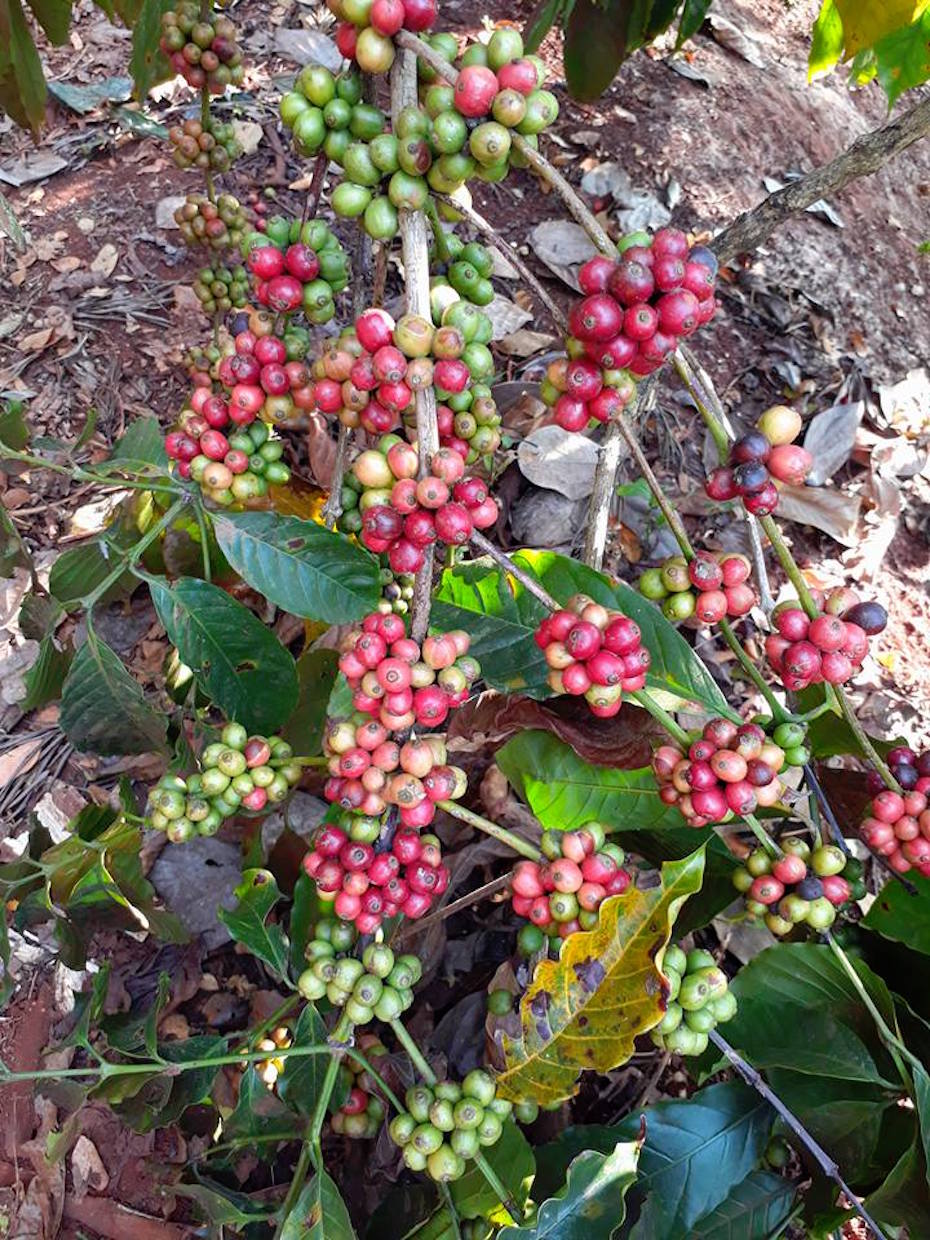 coffee-picking coffee-picking