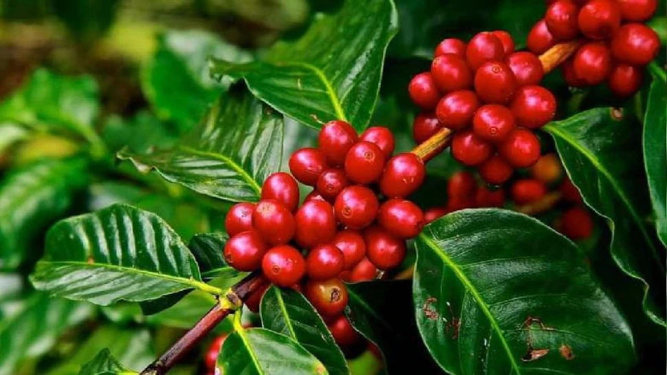 1050055-coffee-farming 1050055-coffee-farming