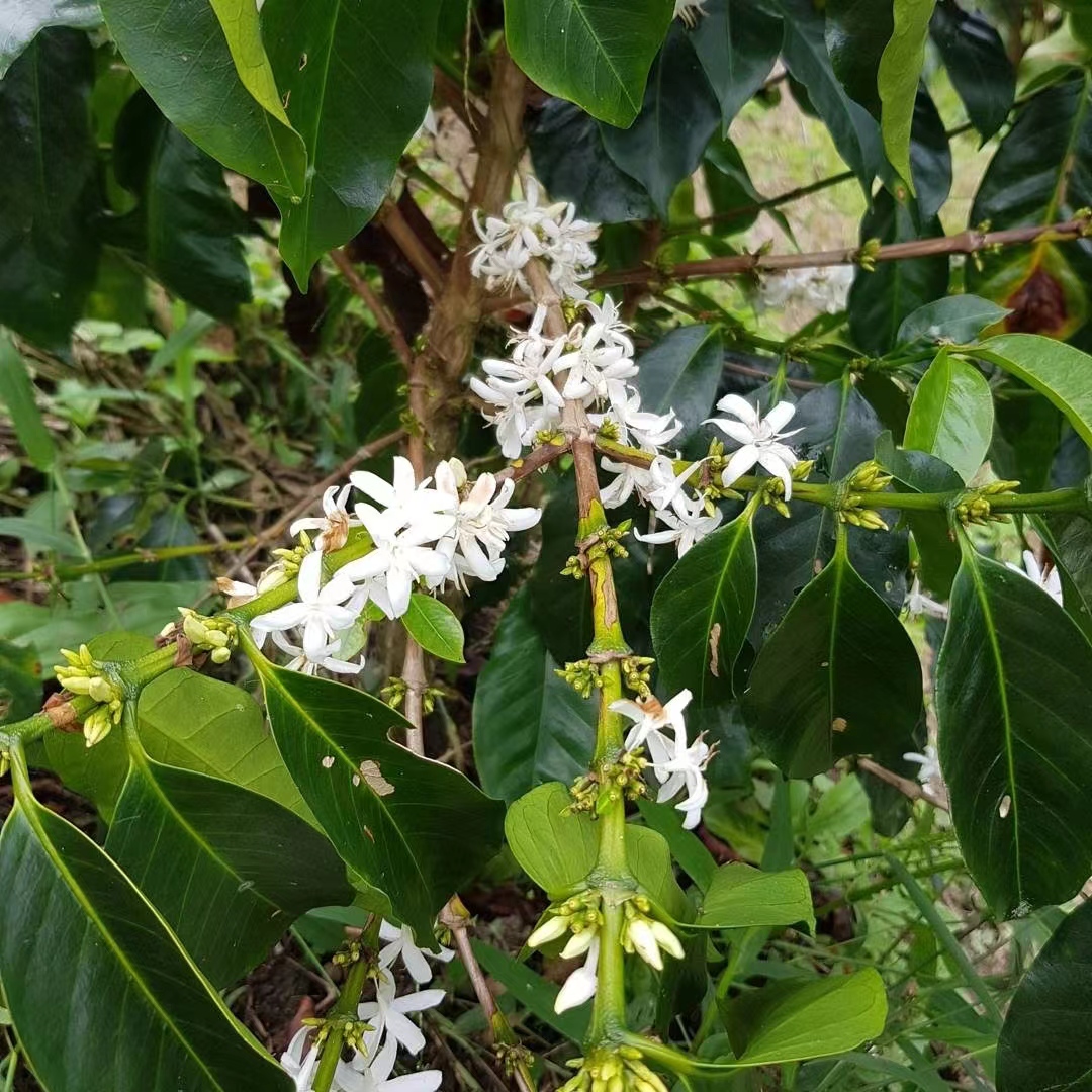 Colombia 2656
