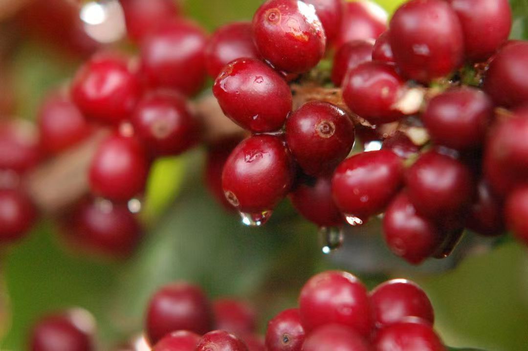 Brazilian Coffee Fruit 2676
