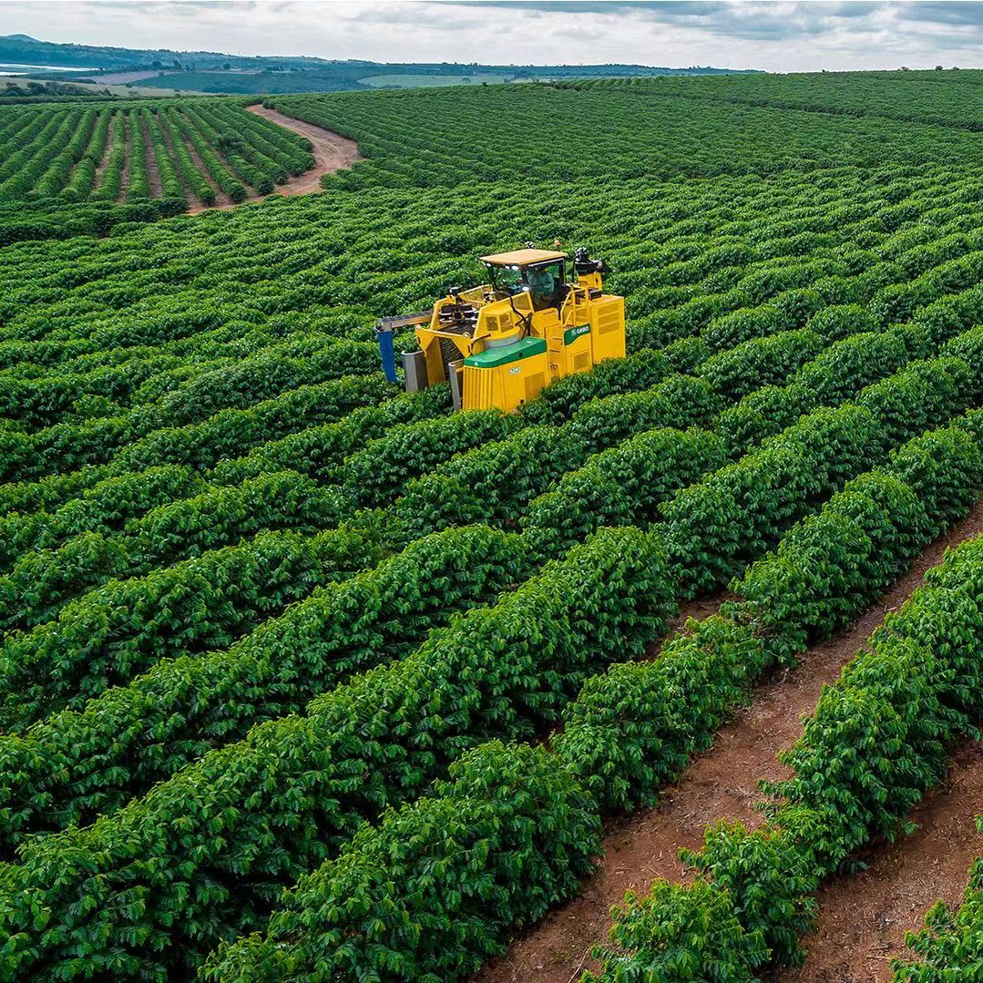 Brazil Coffee 2678