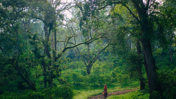 Kaffa Forest