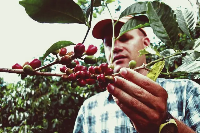 Daniel Geisha Coffee
