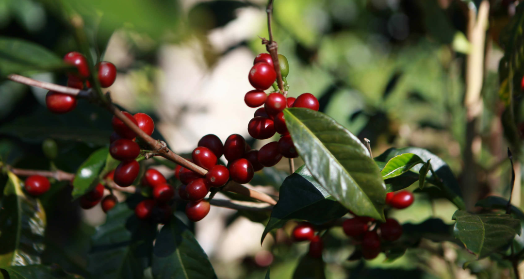 Geisha Coffee Cherry 1