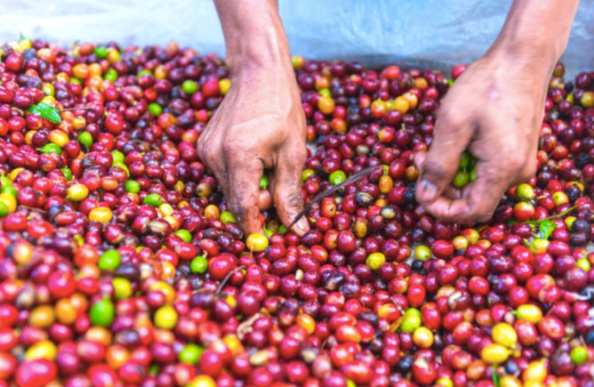 Coffee Cherry Selection 19