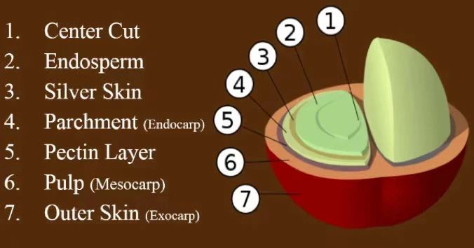 Coffee Cherry Structure 89