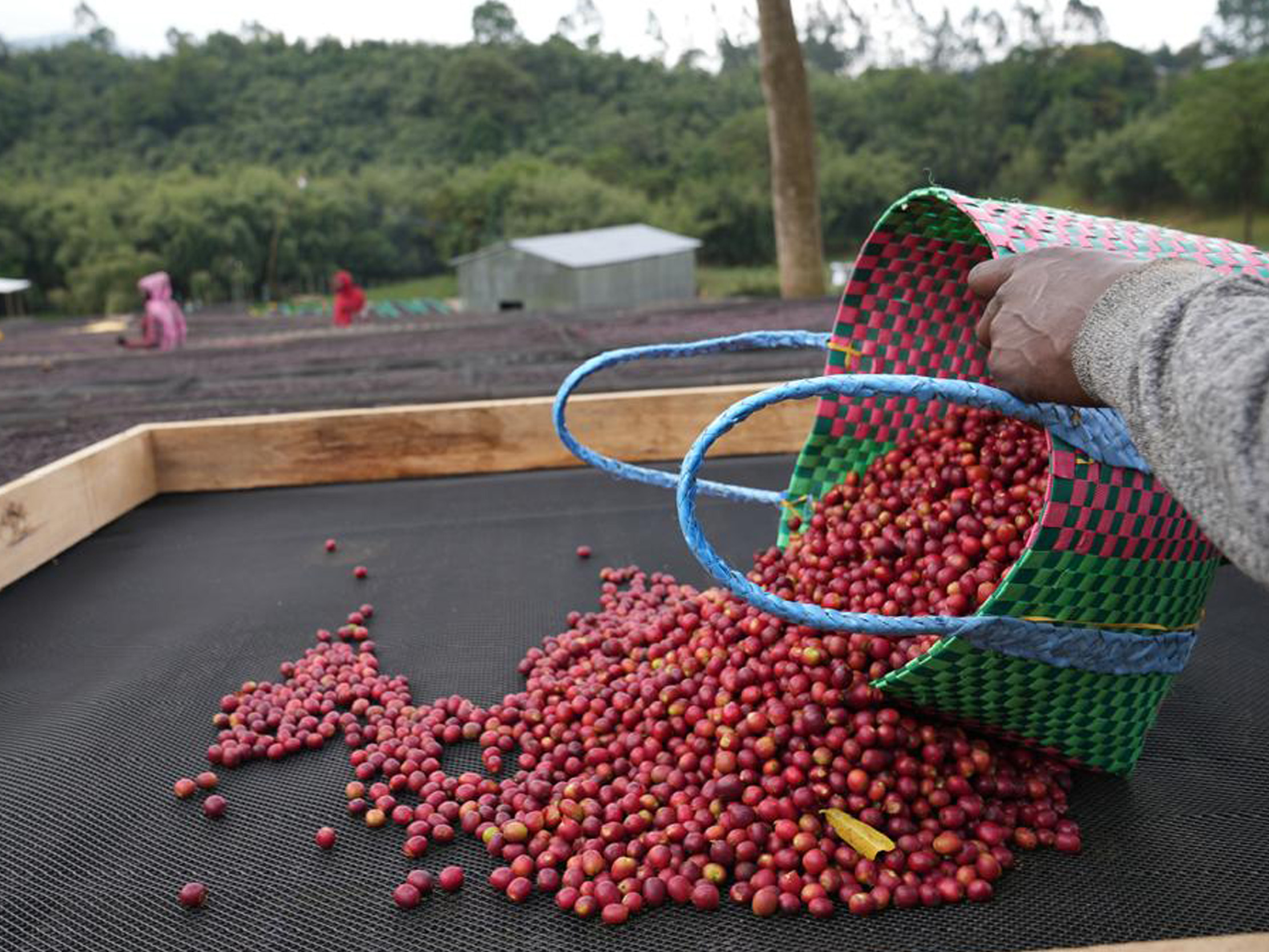 alo village coffee cherry natural process