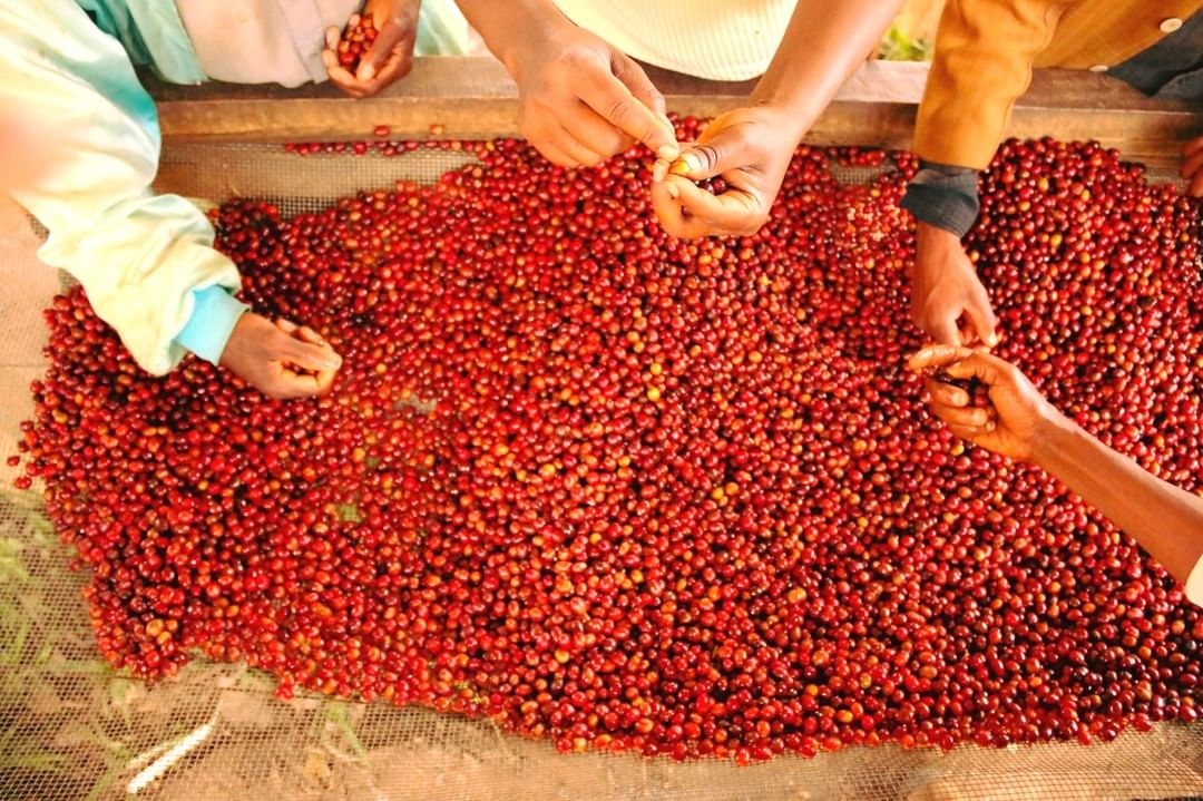 Africa Natural Coffee Selection 2979