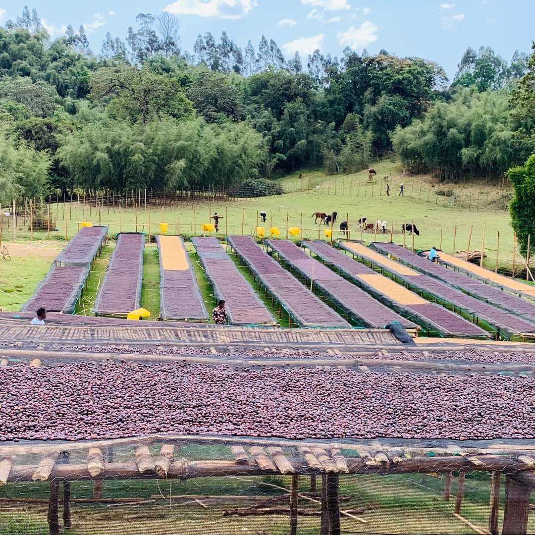Alo Sun-Dried Processing Station