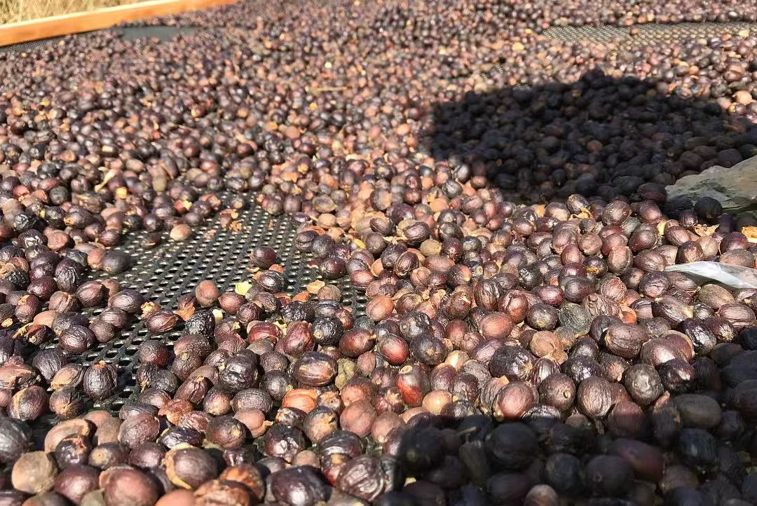 Costa Rica coffee 719