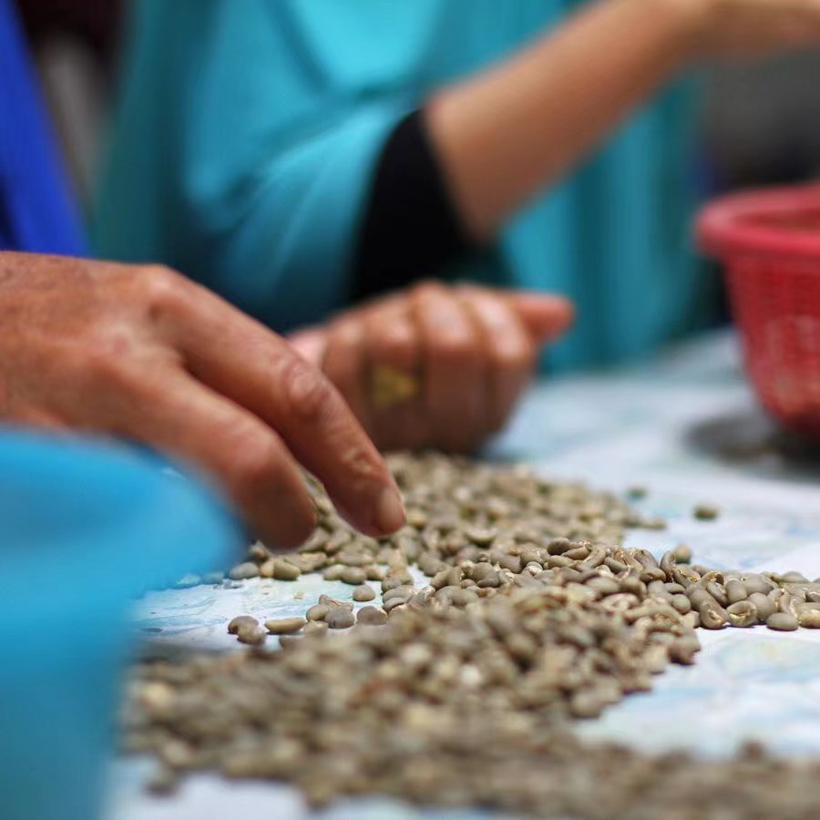 Sorting Mandheling beans 4