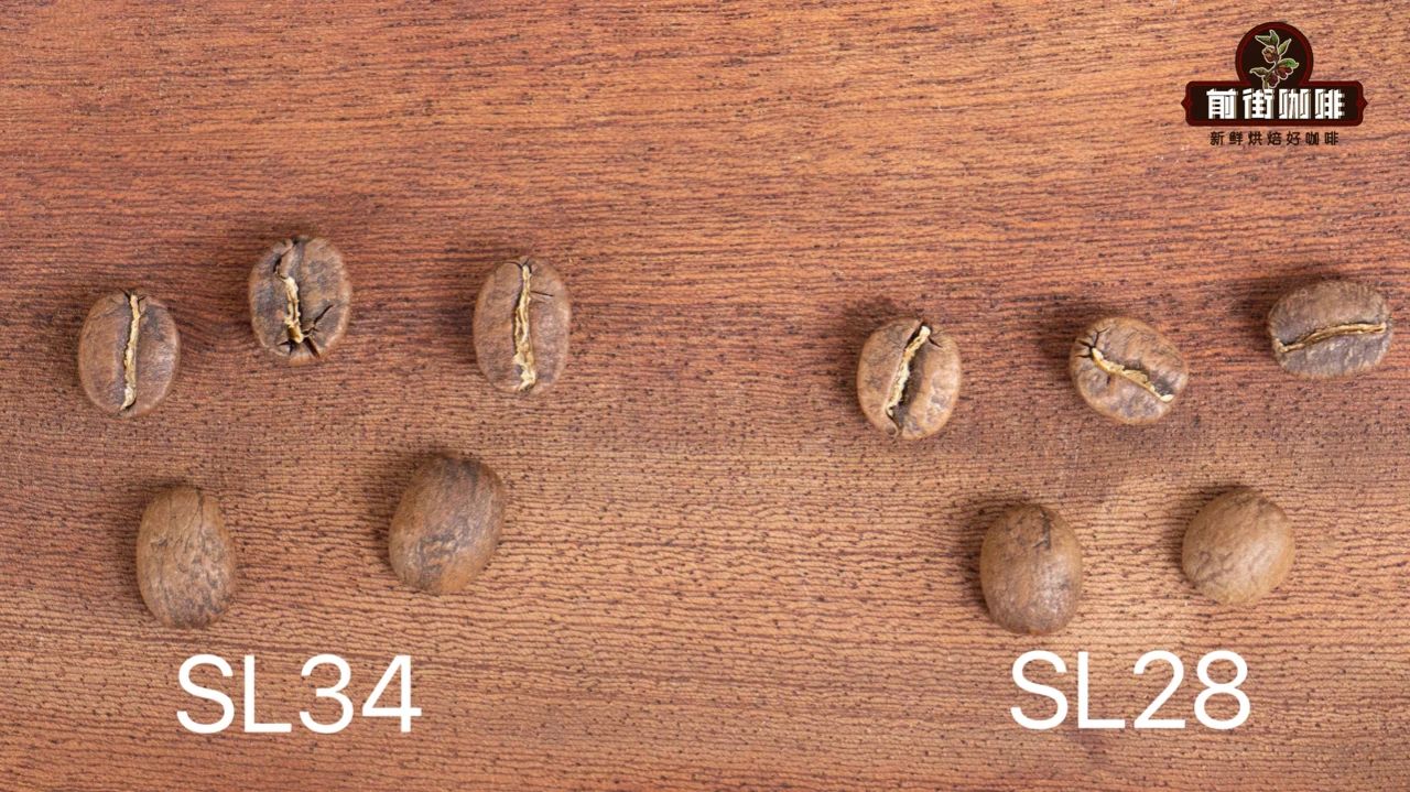 sl28 and sl34