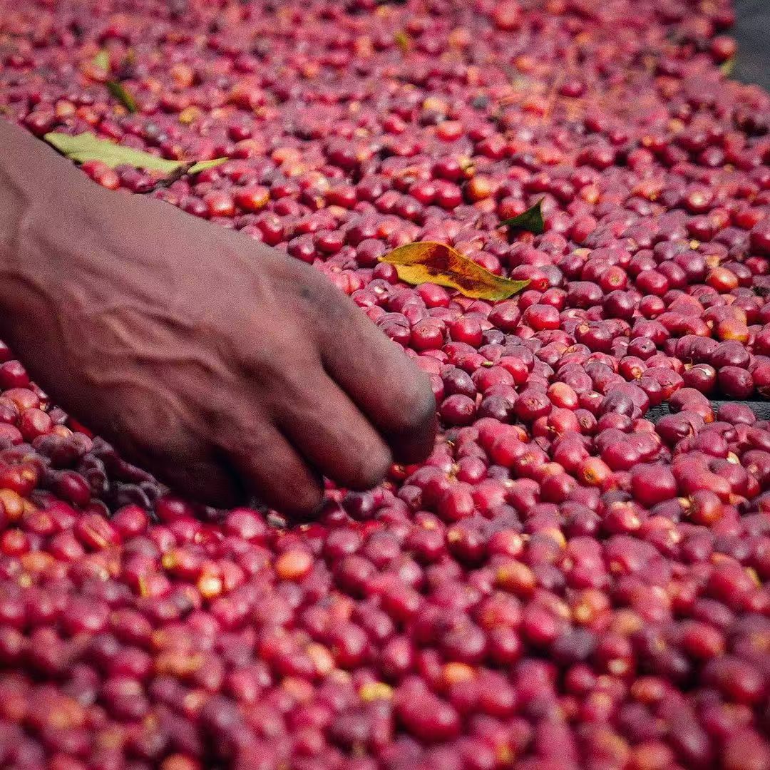 Alo Village Natural Process Coffee 3137
