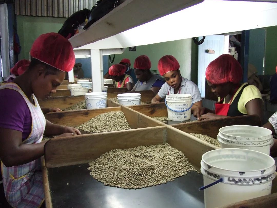 Blue Mountain coffee bean selection 864