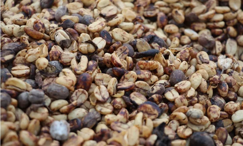 Honey Process Coffee Cherry 1