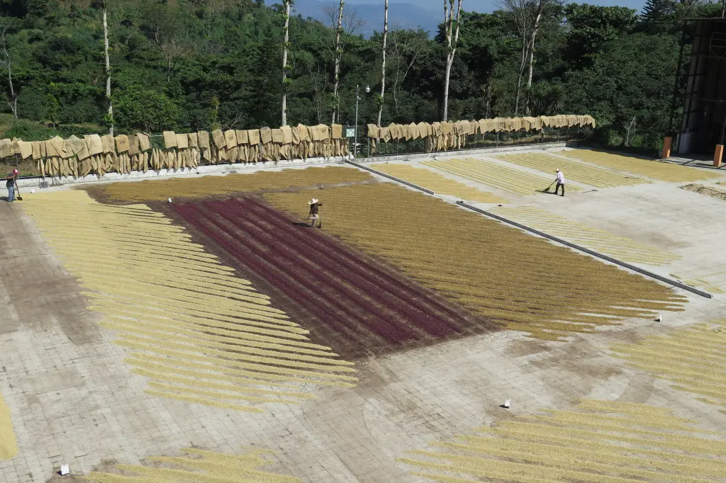 Pulped Natural 1