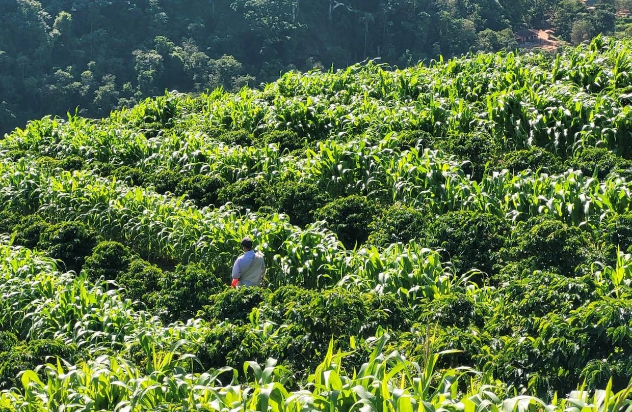Brazil Coffee Regions 8