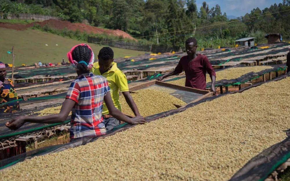 Ethiopia Washed 2247