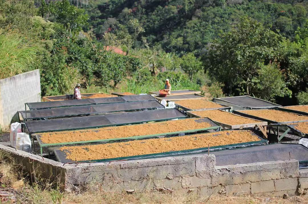 Costa Rica Coffee 17