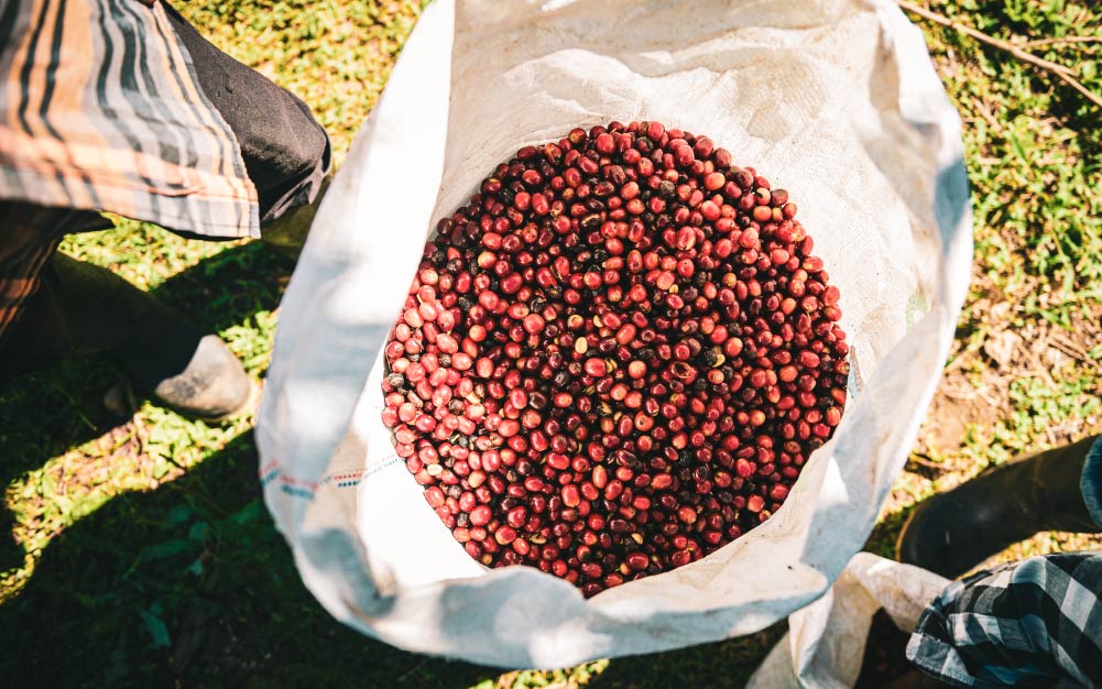 Panama coffee cherries