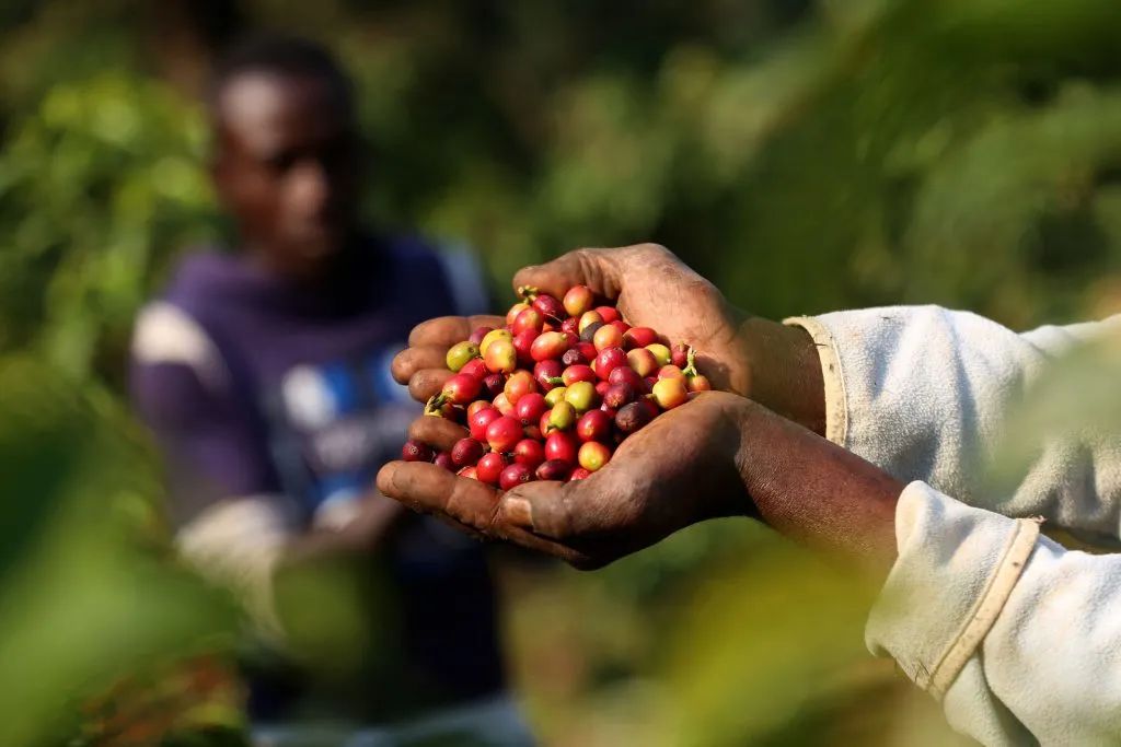 Africa Kenya Coffee 89