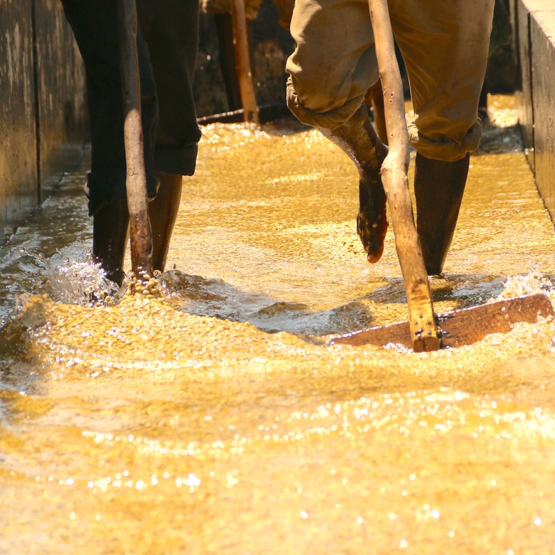 Kenya Washed 2971
