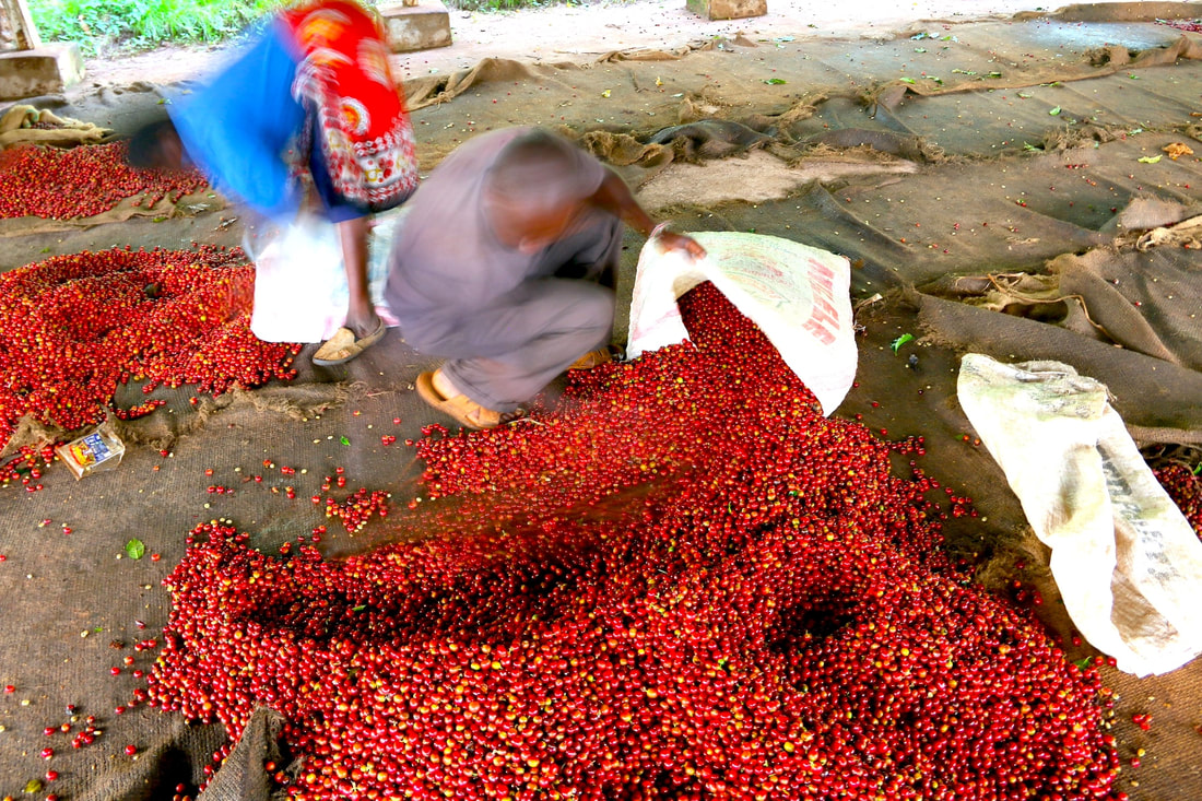 Kenyan Coffee 9503