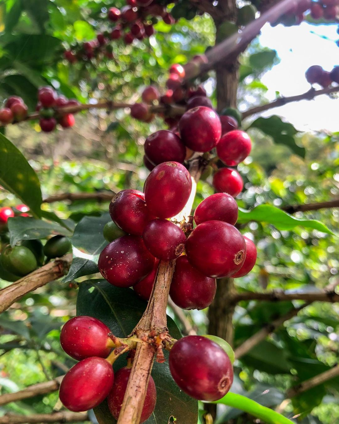 Colombia Huila Region 2998
