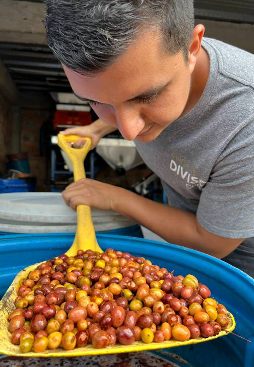 El Diviso Processing Method
