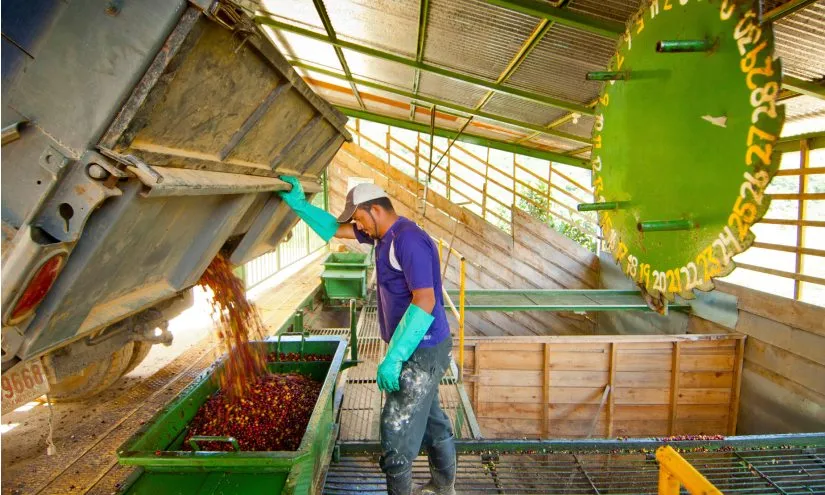 Honey Process Coffee Cherries