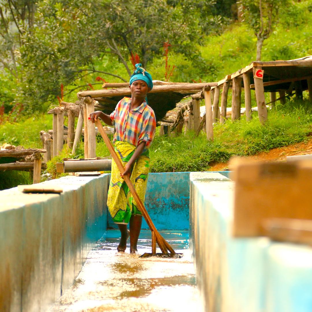 Africa Washed 2972 Africa Washed 2972