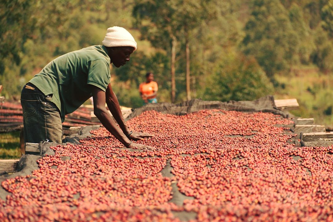 African Natural Processed Coffee Cherry 2966