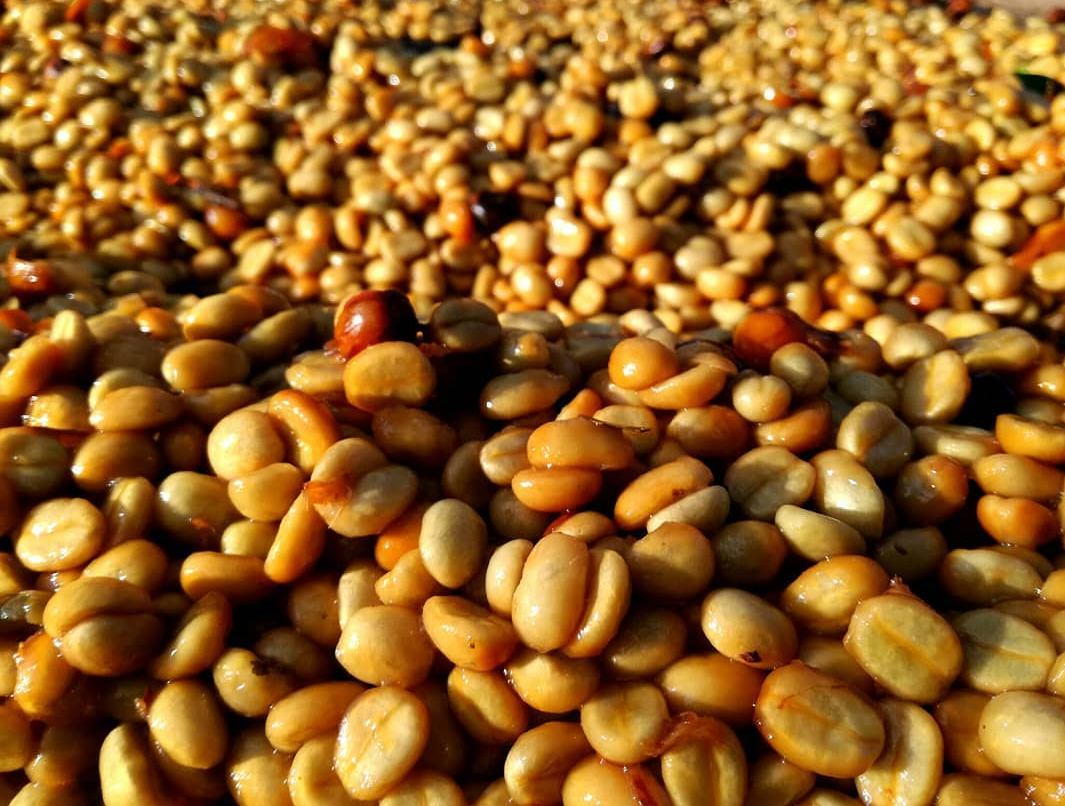 Honey Processed 3405
