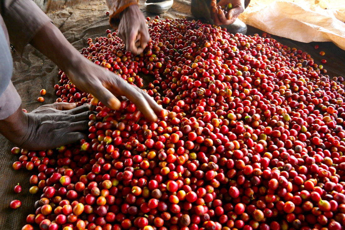 Kenya 7651