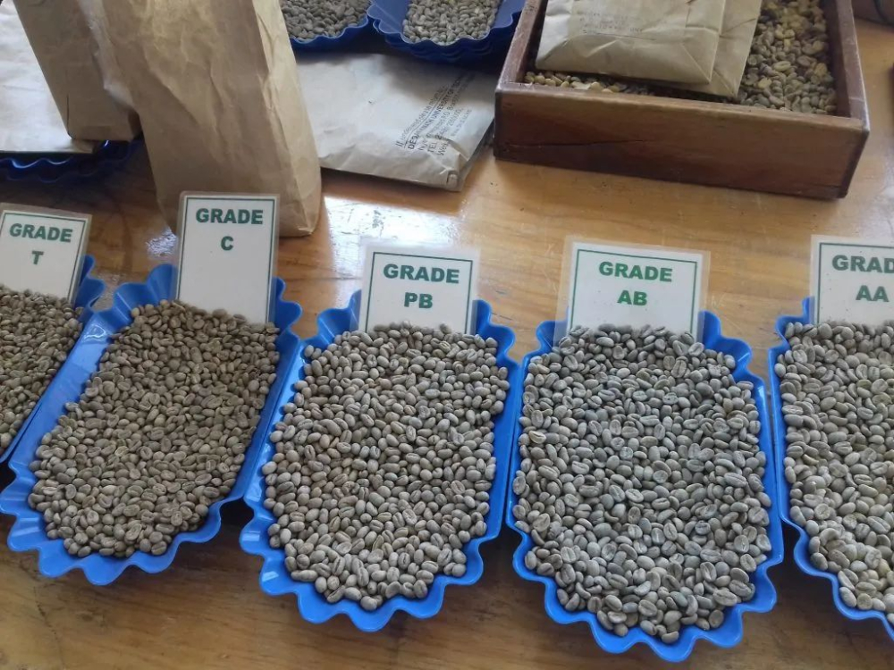 Kenya green beans d9