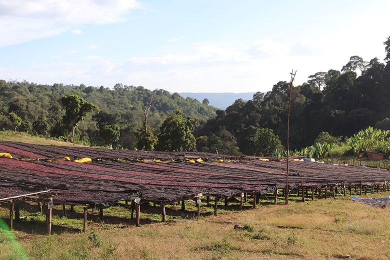Coffee beans during natural processing