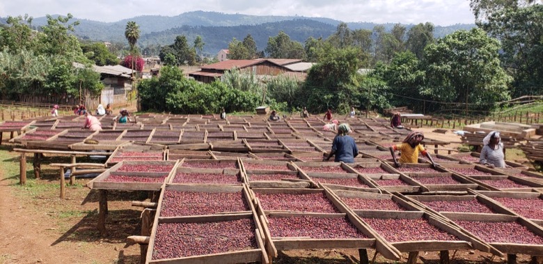 Ethiopia natural coffee beans