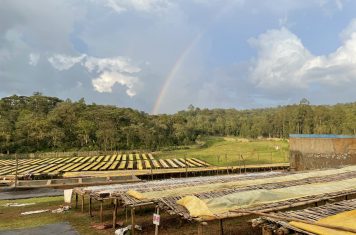 Ethiopian coffee region