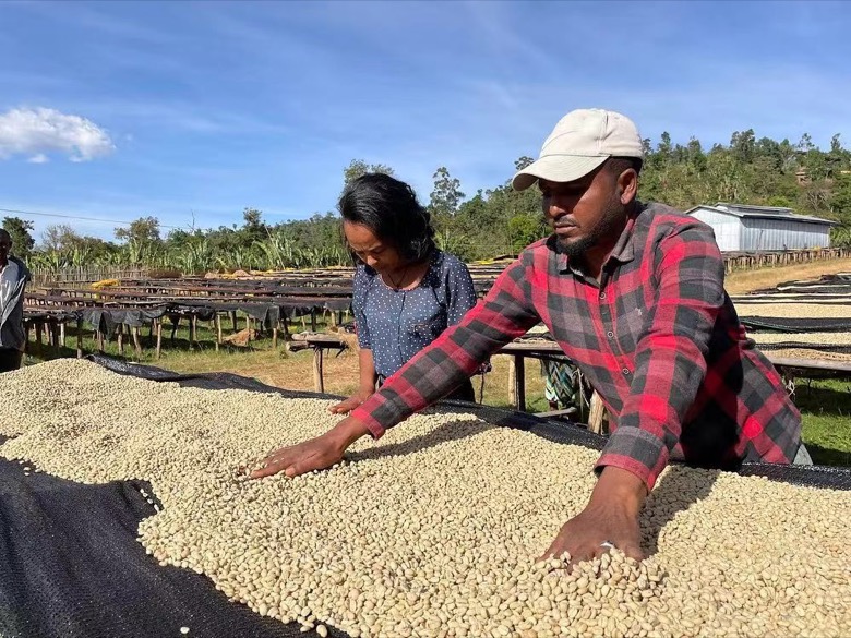Ethiopian washed coffee beans