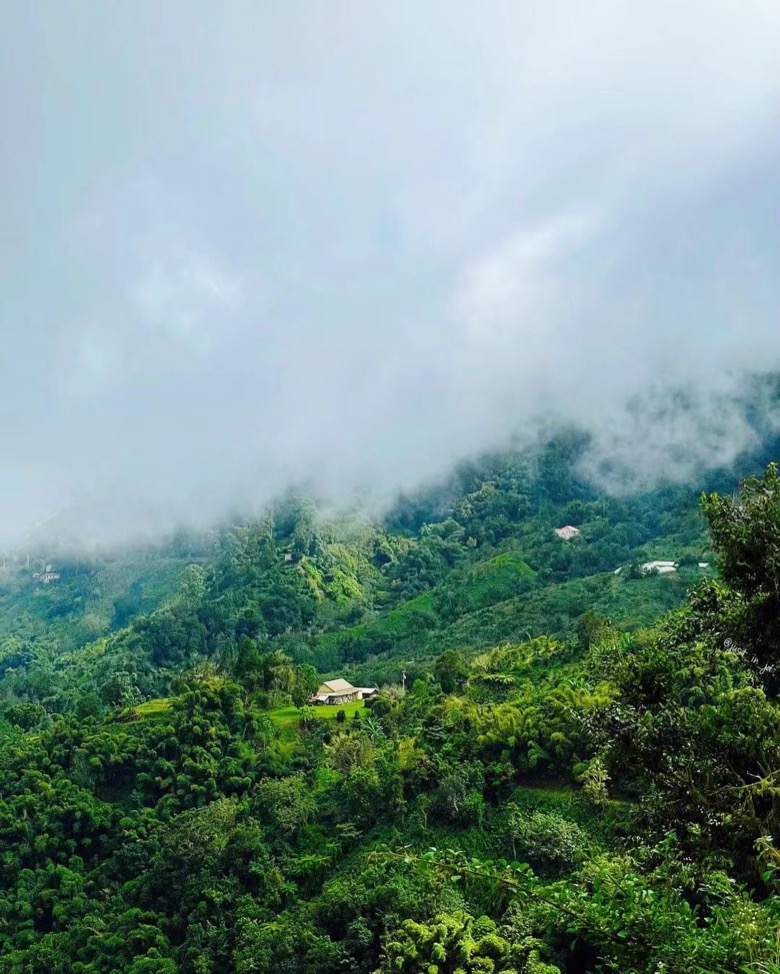 蓝山咖啡的平衡感,跟海拔有关